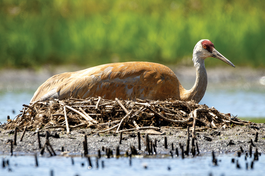 sandhill-crane